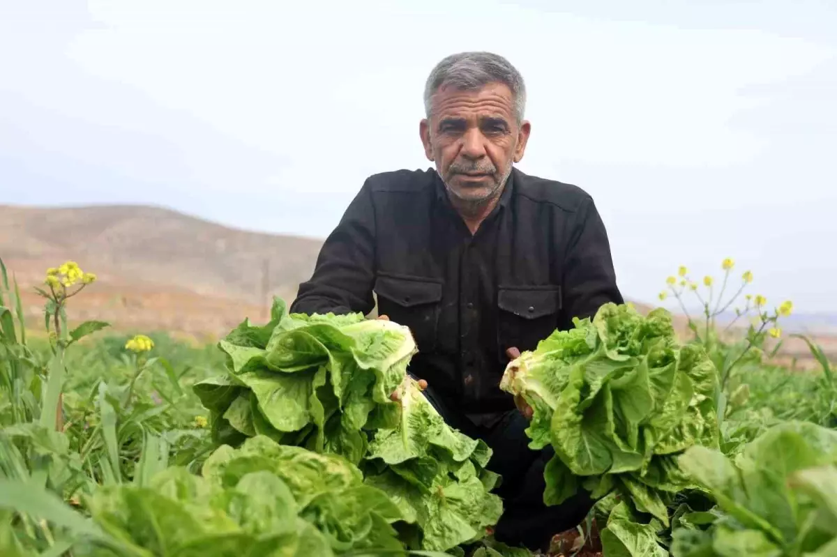 hatayda-marul-hasadi-kurakliktan-etkilendi-iknnycNx.jpg