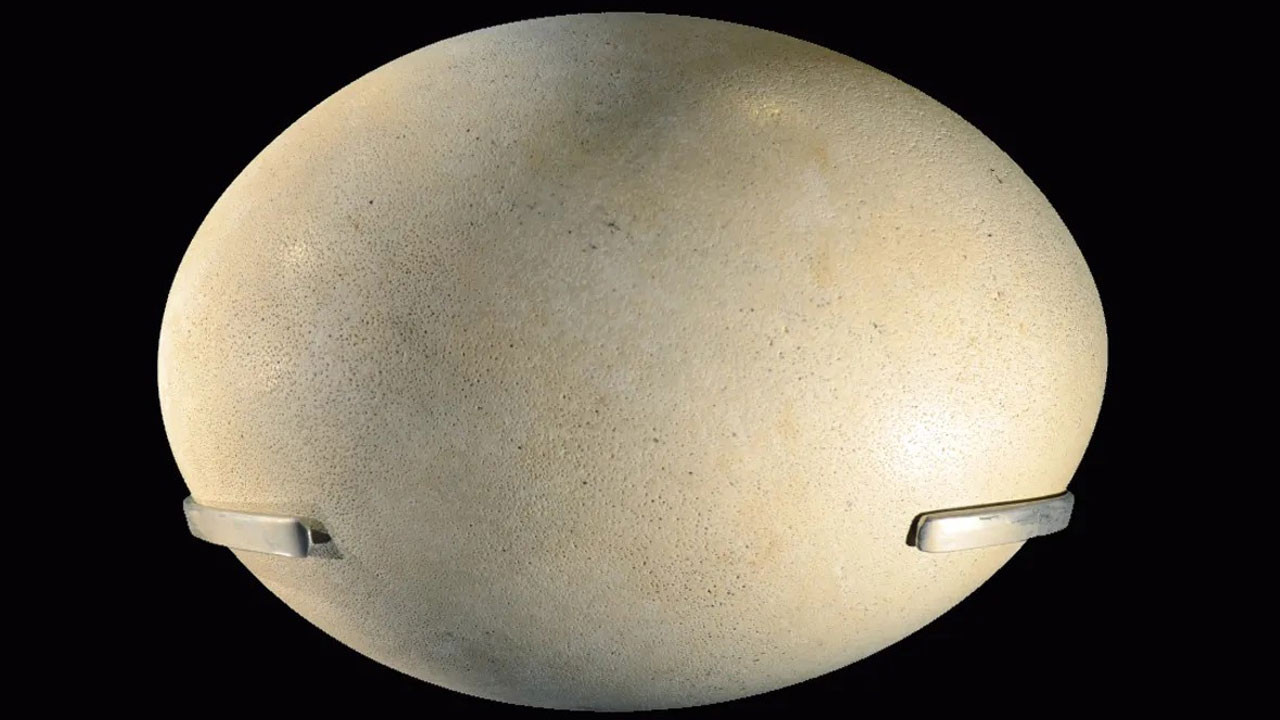 dunyanin en buyuk yumurtasi hangi hayvana ait BCJACY8C