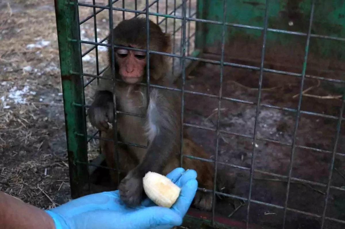 hatayda maymuna tokat tepkisi O8pKbz8B