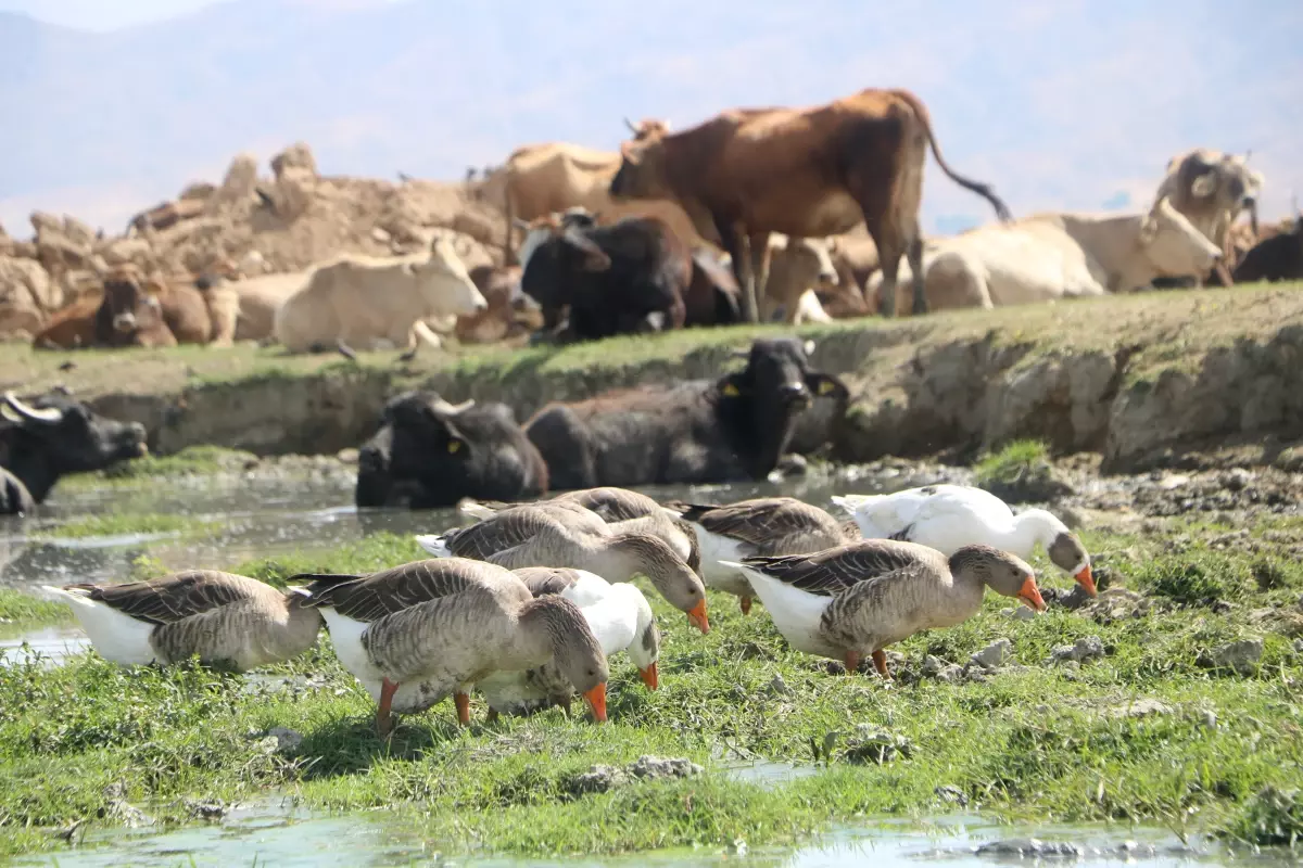 yuksekovada manda yetistiriciligi yeniden canlandi m8hTGcRP
