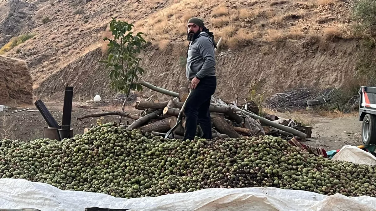 hakkaride ceviz hasadi basladi 3nNmc7xX.jpg