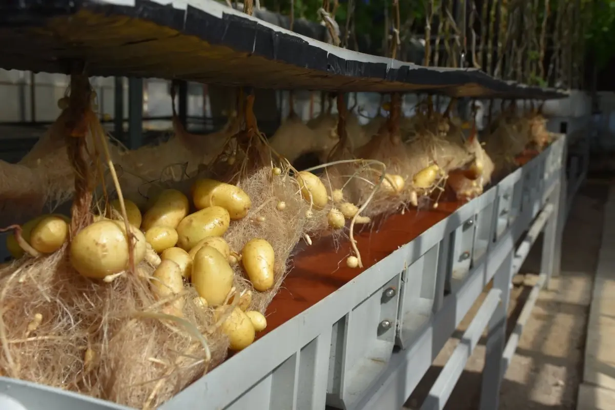 nigde patates arastirma enstitusunden yerli patates uretiminde basari ZVXZ3laO.jpg