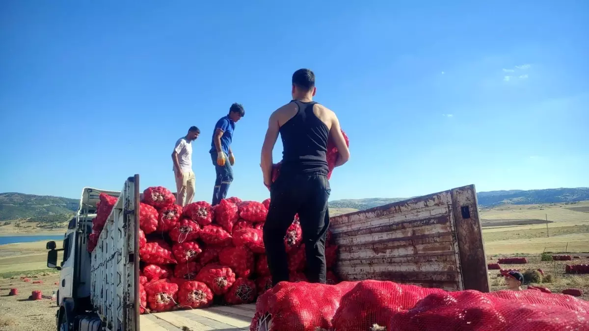 yozgatta sogan hasadi imece usuluyle yapiliyor KzxRO2dk.jpg