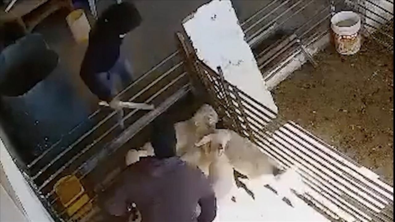 yahudiler filistinli ciftcinin kuzularini yere calip tas ve sopayla oldurdu wGcBSAzE.webp