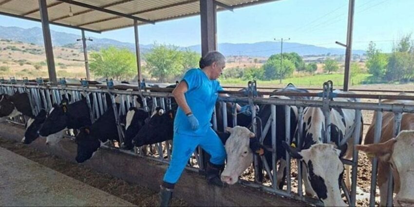 Aydın'da 17 Mahallede Şap Hastalığı Nedeniyle Karantina Uygulaması Başlatıldı